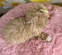 Honey , a female Poodle - Toy  for sale in Ripley, MS – 9 of 10