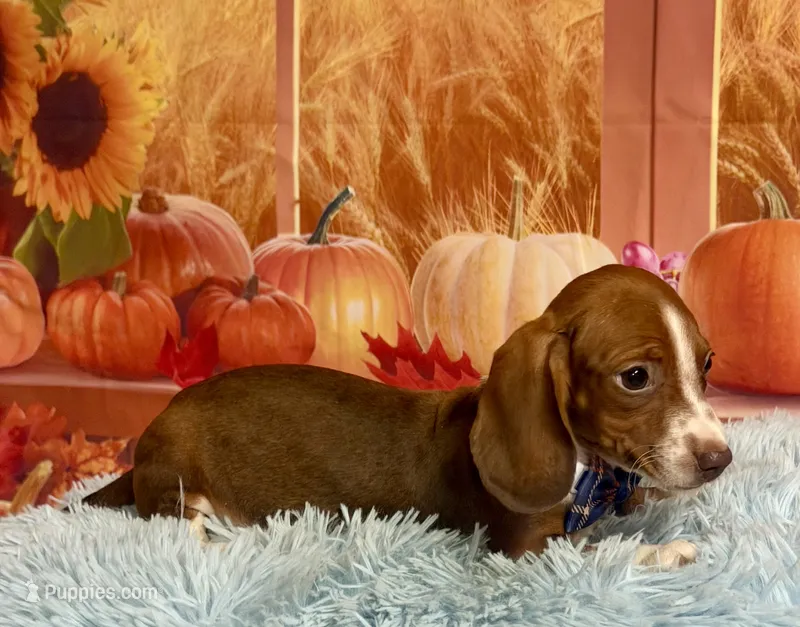 Ray – Miniature Dachshund puppy for sale in Ripley, MS