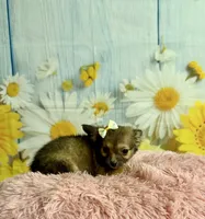     Fern, a female Chihuahua for sale in Ripley, MS – 5 of 9