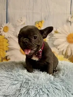 Pedro , a male French Bulldog for sale in Ripley, MS – 5 of 10