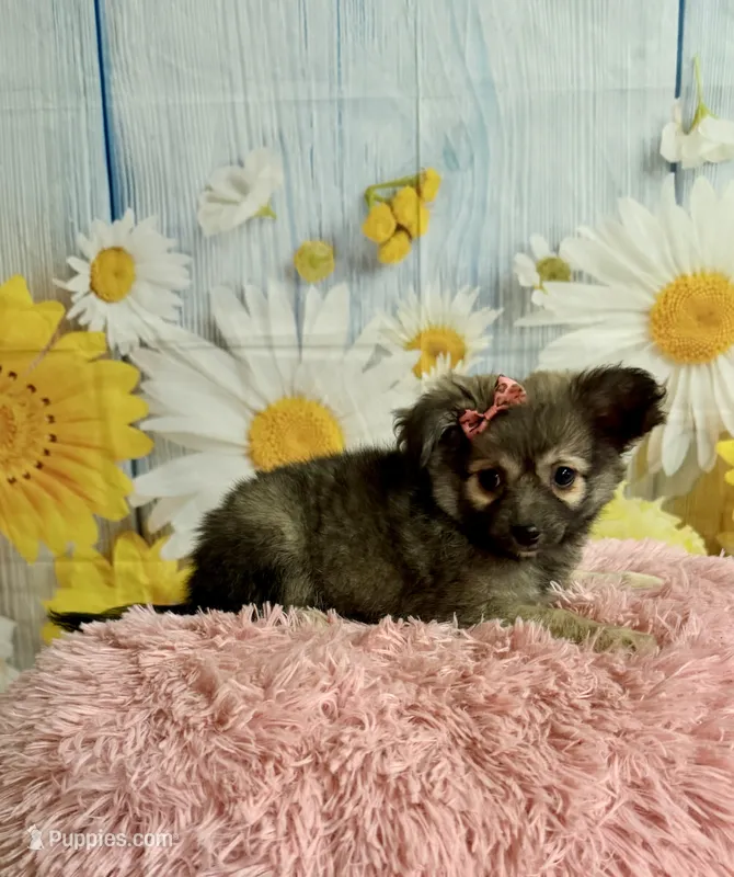     Juniper – Chihuahua puppy for sale in Ripley, MS