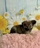     Juniper, a female Chihuahua for sale in Ripley, MS – 1 of 10