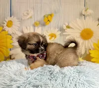 Kobe, a male Pekingese and Shih Tzu for sale in Ripley, MS – 4 of 10