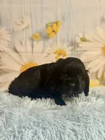 Coal, a male Cocker Spaniel for sale in Ripley, MS – 2 of 8