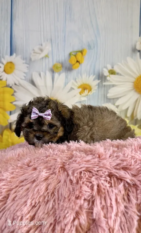 Izzy – Shihpoo puppy for sale in Ripley, MS