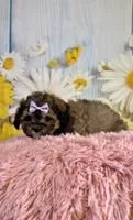 Izzy, a female Shihpoo for sale in Ripley, MS – 1 of 4