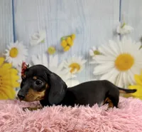 Olive, a female Miniature Dachshund for sale in Ripley, MS – 7 of 8