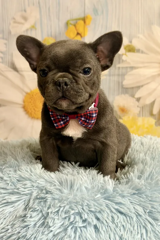 Pedro  – French Bulldog puppy for sale in Ripley, MS