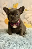 Pedro , a male French Bulldog for sale in Ripley, MS – 1 of 10
