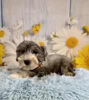 Terry, a male Miniature Schnauzer for sale in Ripley, MS – 5 of 9