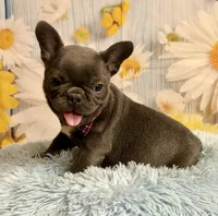 Pedro , a male French Bulldog for sale in Ripley, MS – 7 of 10