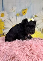 Nova , a female Miniature Schnauzer for sale in Ripley, MS – 2 of 6