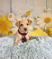 Henry , a male Yorkshire Terrier and Poodle - Toy  for sale in Ripley, MS – 6 of 7