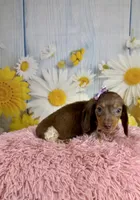Mocha, a female Miniature Dachshund for sale in Ripley, MS – 6 of 8