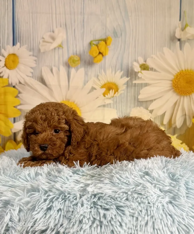 Rusty – Poodle - Miniature  puppy for sale in Ripley, MS