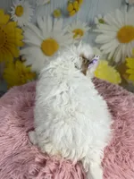 Winnie, a female Miniature Goldendoodle for sale in Ripley, MS – 6 of 10