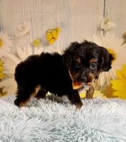 Bandit , a male Aussiedoodle for sale in Ripley, MS – 5 of 10