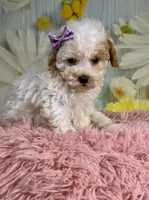 Winnie, a female Miniature Goldendoodle for sale in Ripley, MS – 10 of 10