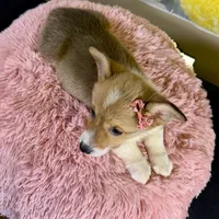 Jellybean , a female Pembroke Welsh Corgi for sale in Ripley, MS – 3 of 10