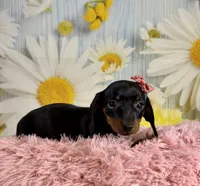 Star, a female Miniature Dachshund for sale in Ripley, MS – 2 of 6