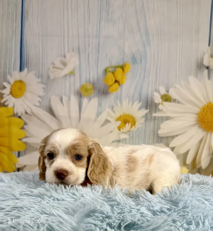 Arlo – Cocker Spaniel puppy for sale in Ripley, MS