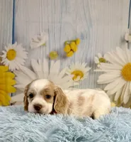 Arlo, a male Cocker Spaniel for sale in Ripley, MS – 1 of 10