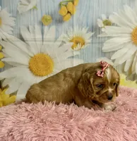 Hattie, a female Cocker Spaniel for sale in Ripley, MS – 3 of 8