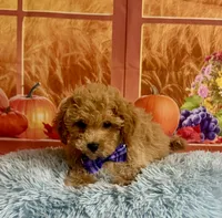 Ben, a male Cavapoo for sale in Ripley, MS – 3 of 8