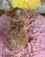 Hattie, a female Poochon for sale in Ripley, MS – 3 of 8