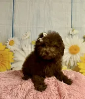 Coco, a female Poodle - Toy  for sale in Ripley, MS – 6 of 10