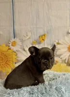 Loki, a male French Bulldog for sale in Ripley, MS – 8 of 9