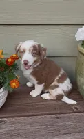 RMM2, a male Miniature Australian Shepherd for sale in Hamilton, MT – 3 of 6