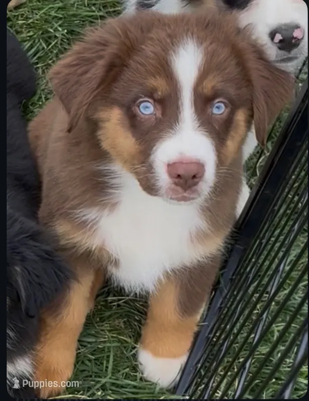 Roxy’s Male – Miniature Australian Shepherd puppy for sale in Hamilton, MT