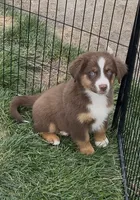 Roxy’s Male, a male Miniature Australian Shepherd for sale in Hamilton, MT – 2 of 2