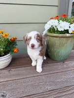 RMM2, a male Miniature Australian Shepherd for sale in Hamilton, MT – 2 of 6