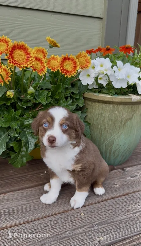 RTF – Miniature Australian Shepherd puppy for sale in Hamilton, MT