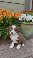 RTF, a female Miniature Australian Shepherd for sale in Hamilton, MT – 1 of 3