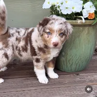 RMM , a male Miniature Australian Shepherd for sale in Hamilton, MT – 4 of 4