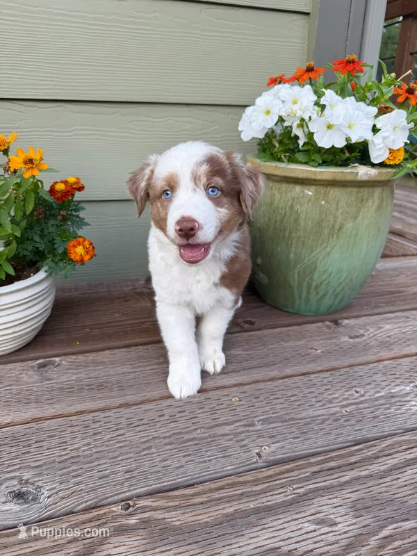 RMM2 – Miniature Australian Shepherd puppy for sale in Hamilton, MT