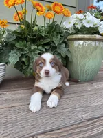 RTF, a female Miniature Australian Shepherd for sale in Hamilton, MT – 2 of 3