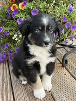 BTM, a male Miniature Australian Shepherd for sale in Hamilton, MT – 2 of 3
