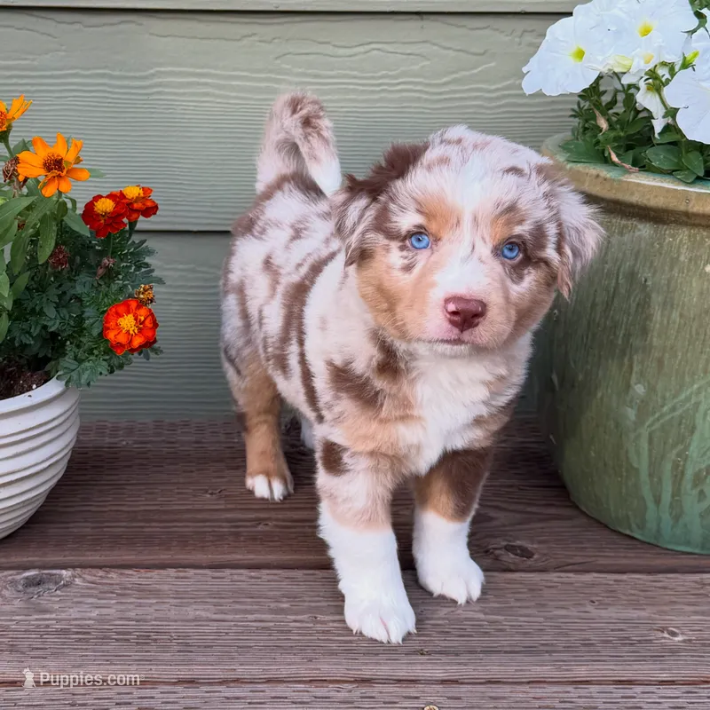 RMM  – Miniature Australian Shepherd puppy for sale in Hamilton, MT