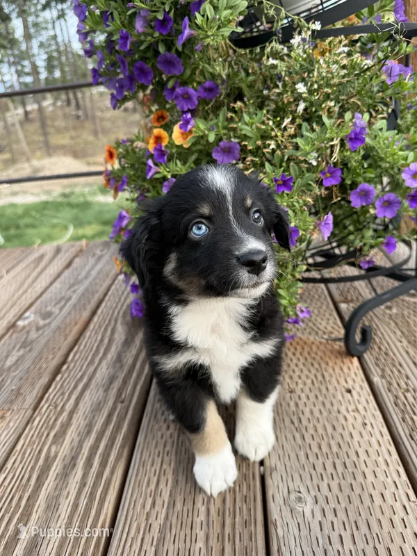 BTM – Miniature Australian Shepherd puppy for sale in Hamilton, MT