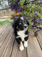 BTM, a male Miniature Australian Shepherd for sale in Hamilton, MT – 1 of 3