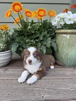 RTF, a female Miniature Australian Shepherd for sale in Hamilton, MT – 3 of 3