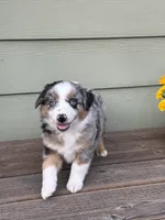 BMM, a male Miniature Australian Shepherd for sale in Hamilton, MT – 3 of 3
