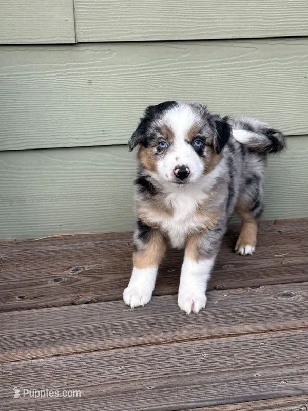 BMM – Miniature Australian Shepherd puppy for sale in Hamilton, MT