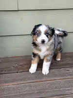 BMM, a male Miniature Australian Shepherd for sale in Hamilton, MT – 1 of 3