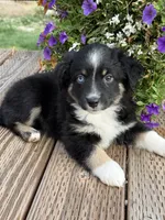 BTM, a male Miniature Australian Shepherd for sale in Hamilton, MT – 3 of 3
