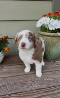 RMM2, a male Miniature Australian Shepherd for sale in Hamilton, MT – 4 of 6